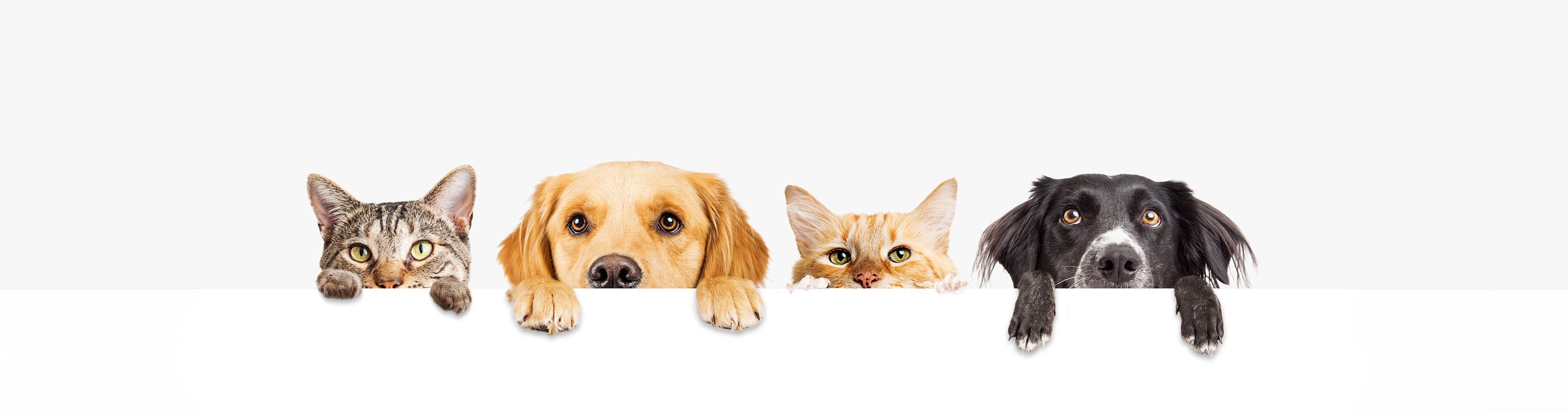 Home Page Banner Image